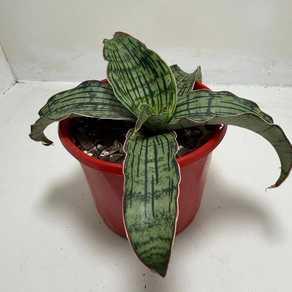 Sansevieria